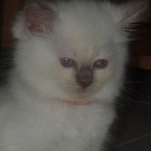 Foto van de poes