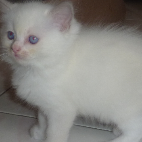 Foto van de poes