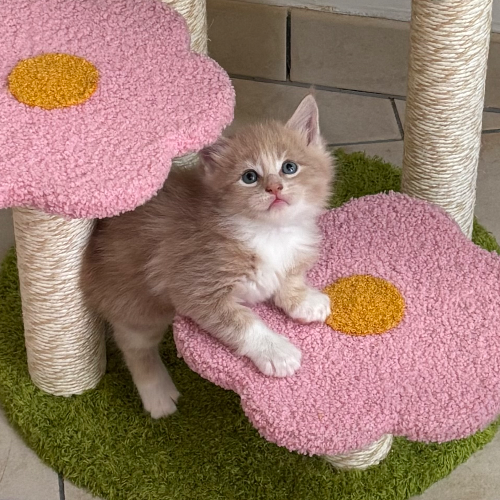 Foto van de poes