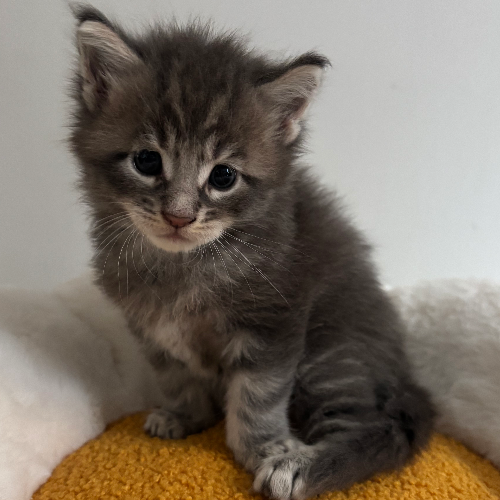 Foto van de poes