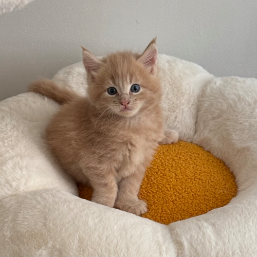 Foto van de poes