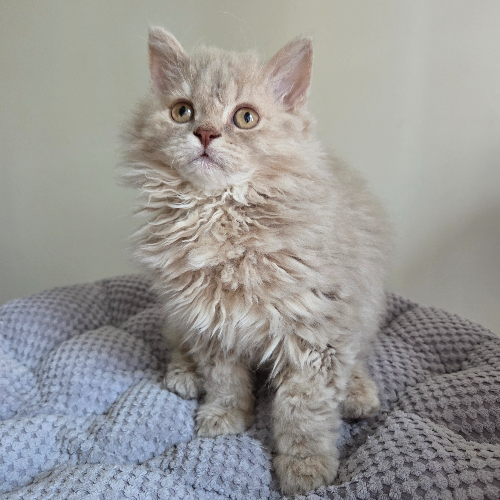 Foto van de poes