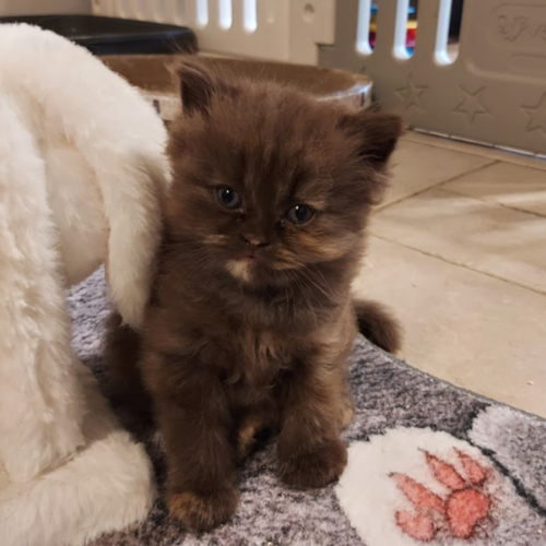 Foto van de poes