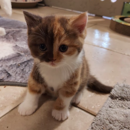 Foto van de poes