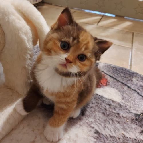 Foto van de poes