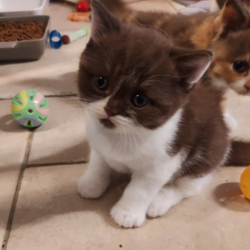 Foto van de poes
