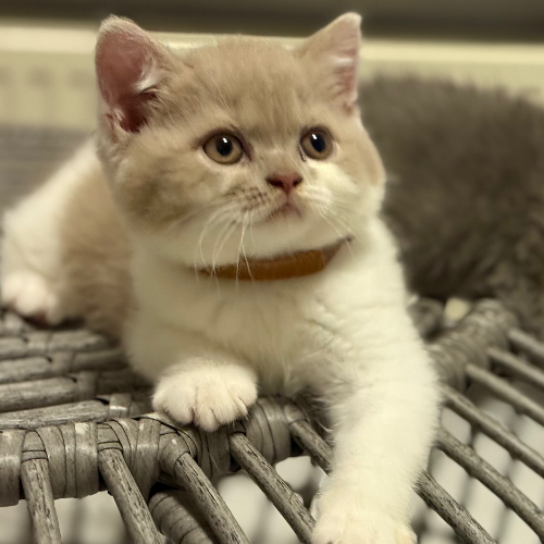 Foto van de poes