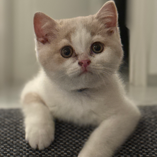 Foto van de poes