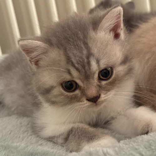 Foto van de poes