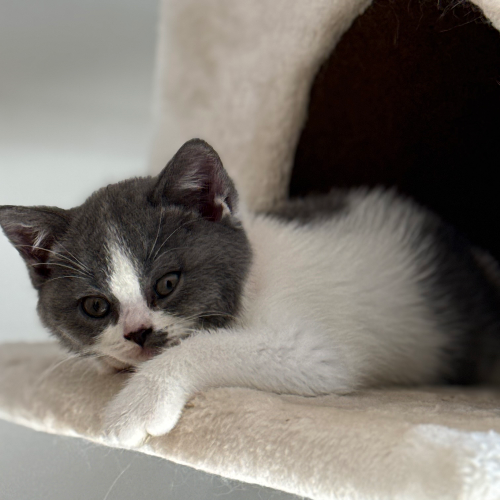 Foto van de poes