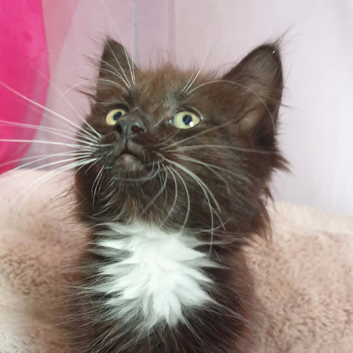 Foto van de poes