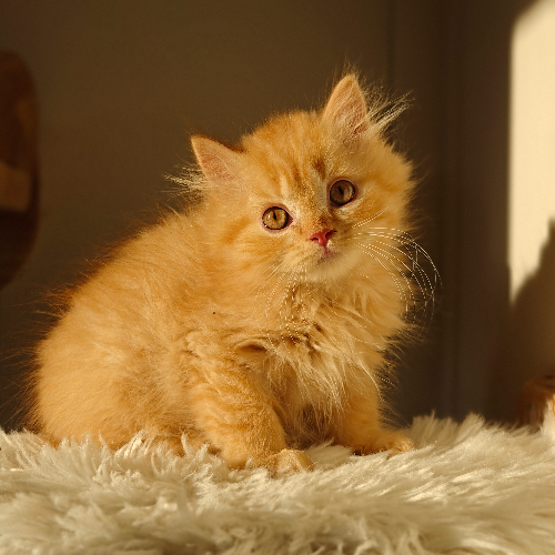 Foto van de poes