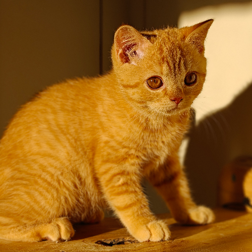 Foto van de poes