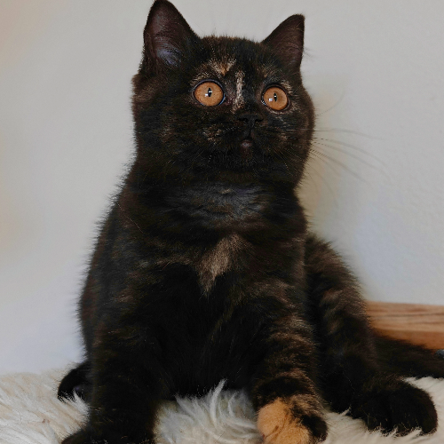 Foto van de poes