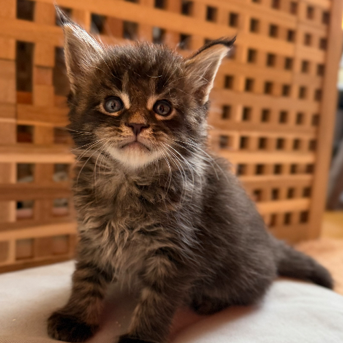 Foto van de poes