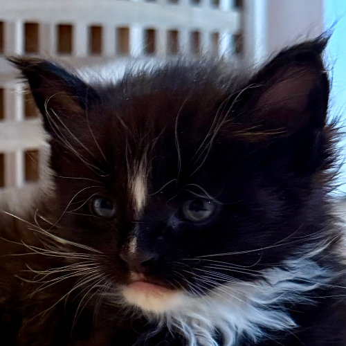 Foto van de poes
