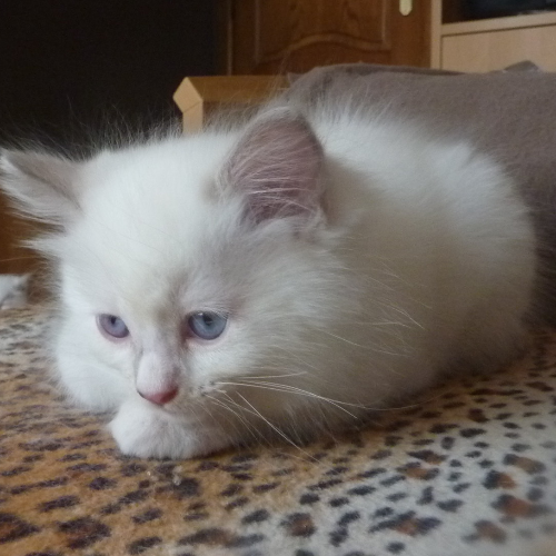 Foto van de poes