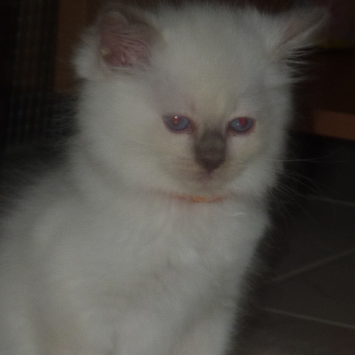 Foto van de poes