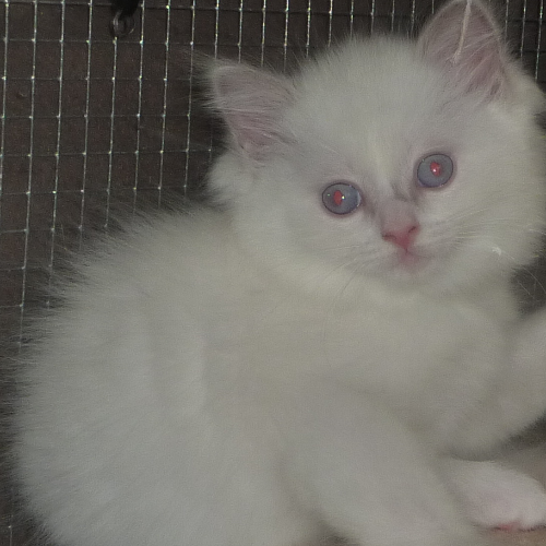 Foto van de poes