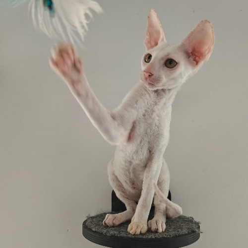 Foto van de poes