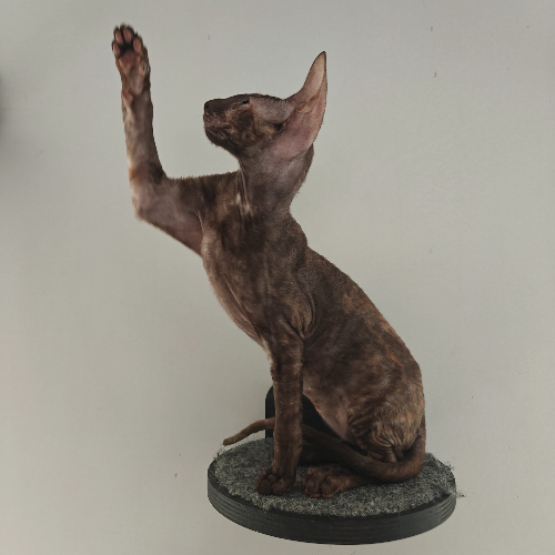 Foto van de poes