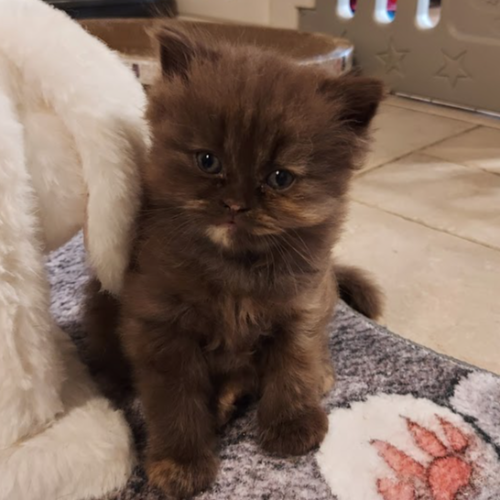 Foto van de poes