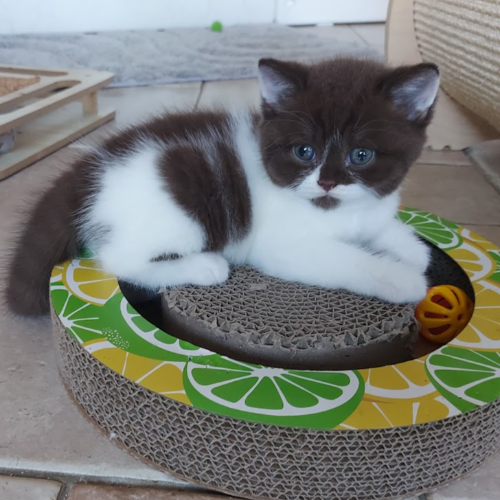 Foto van de poes