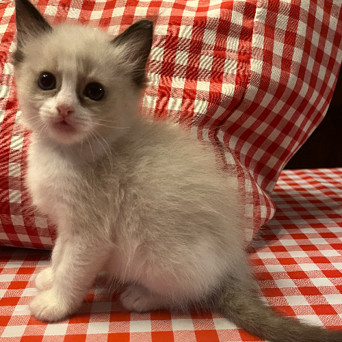 Foto van de poes