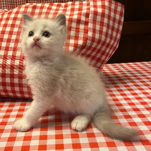 Foto van de poes