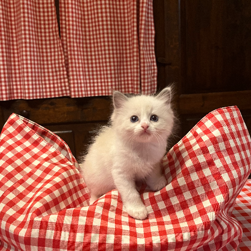 Foto van de poes
