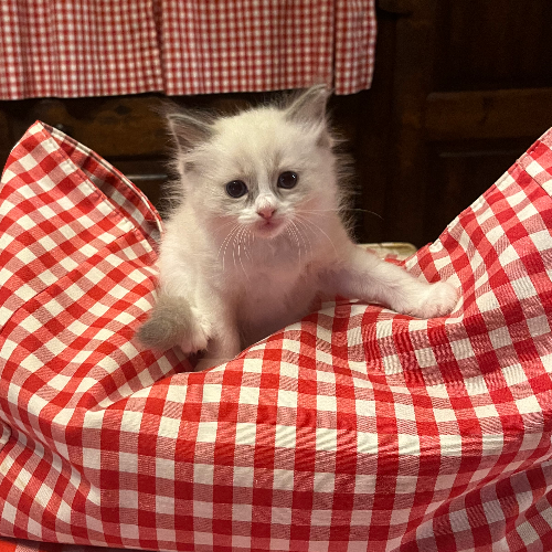Foto van de poes