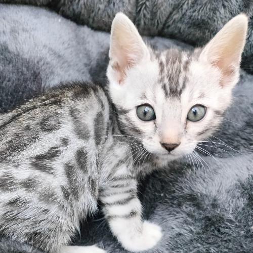 Foto van de poes