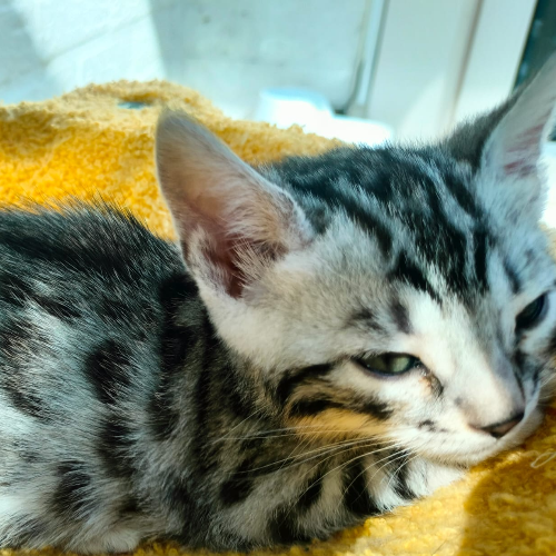 Foto van de poes
