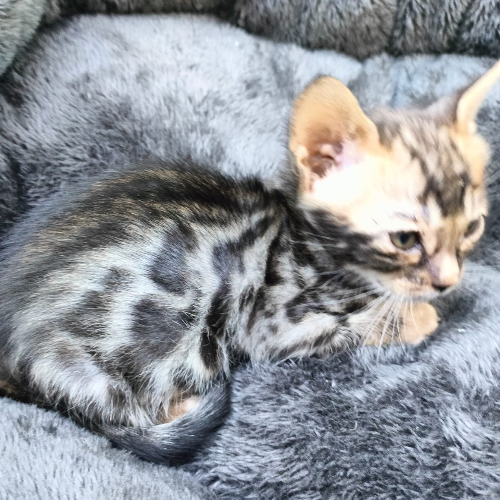 Foto van de poes