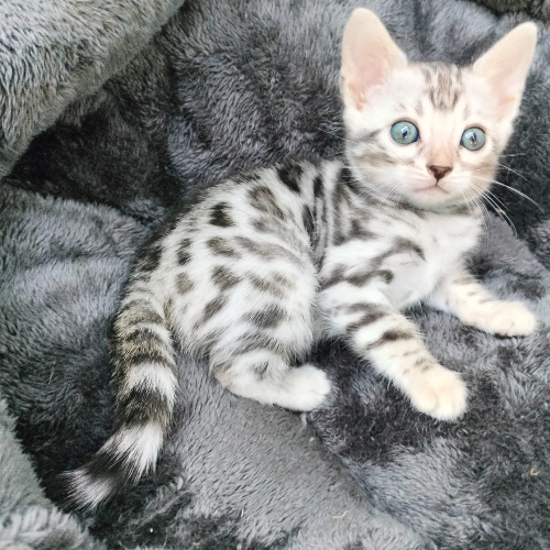 Foto van de poes