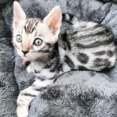 Foto van de poes