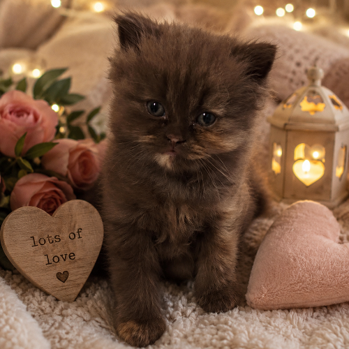 Foto van de poes