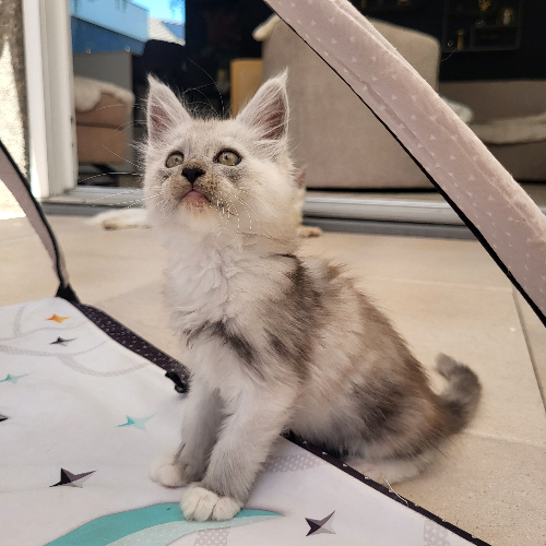 Foto van de poes