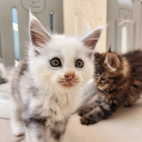 Foto van de poes