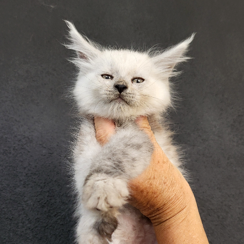 Foto van de poes