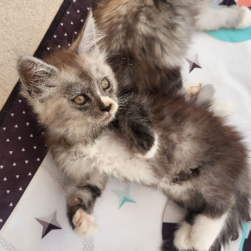 Foto van de poes