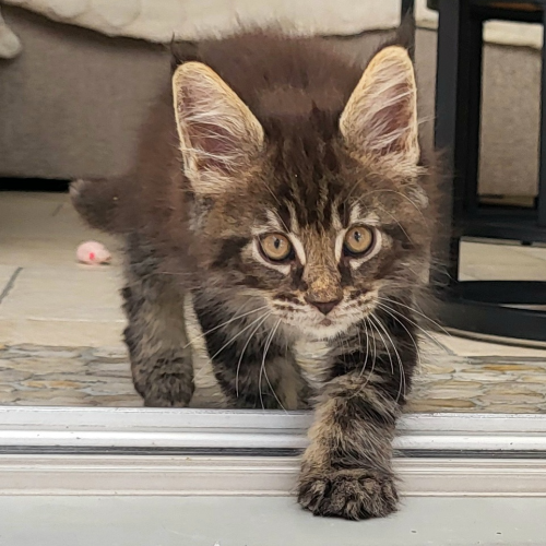 Foto van de poes