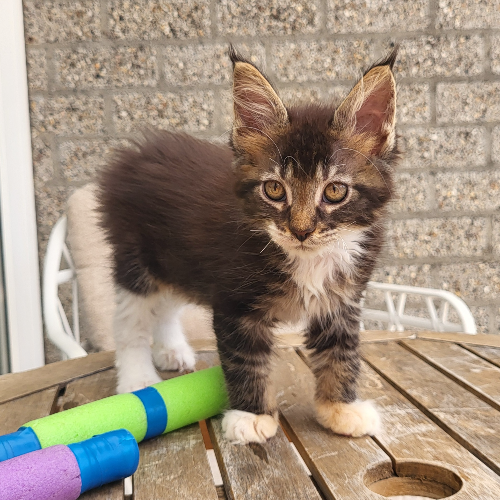 Foto van de poes