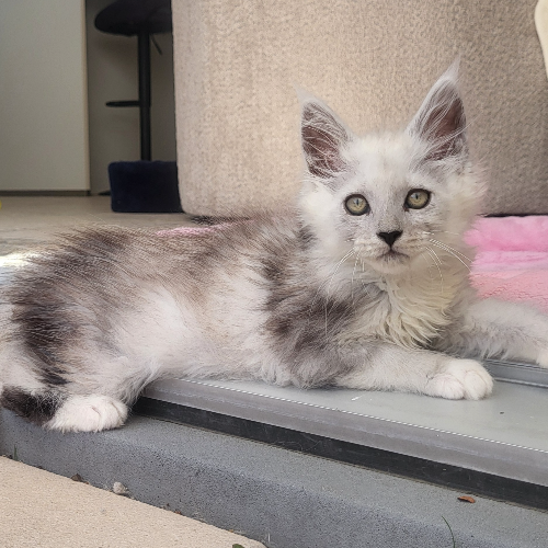 Foto van de poes