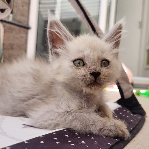 Foto van de poes