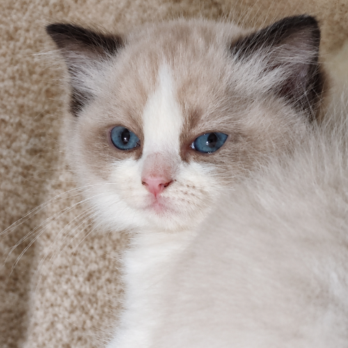 Foto van de poes