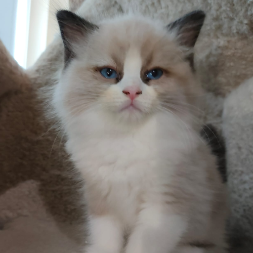 Foto van de poes