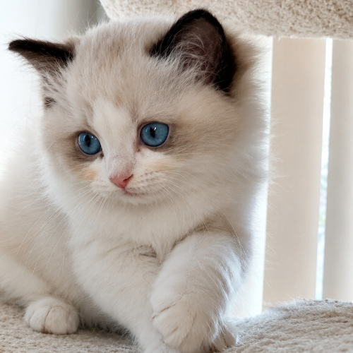 Foto van de poes
