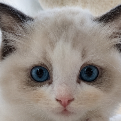 Foto van de poes