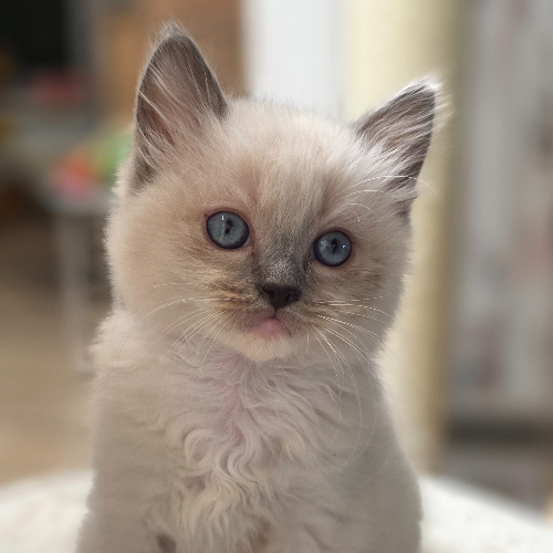 Foto van de poes